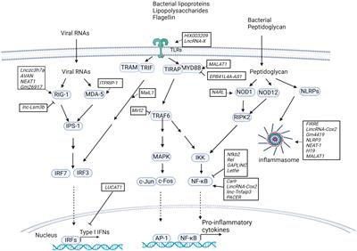 Host long noncoding RNAs in bacterial infections